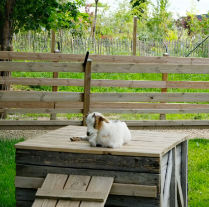 Chèvre qui se repose