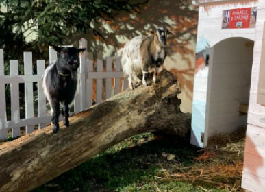 Chèvres sur un tronc d'arbre